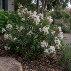 Myrta krepová (Lagerstroemia indica) ‘PETITE SNOW’ - výška 20-30 cm, kont. C2L